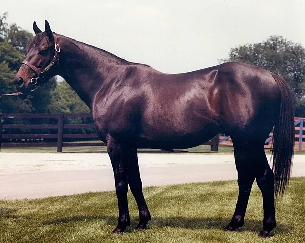 Seattle Slew, famous racehorse and undefeated Triple Crown winner in 1977.