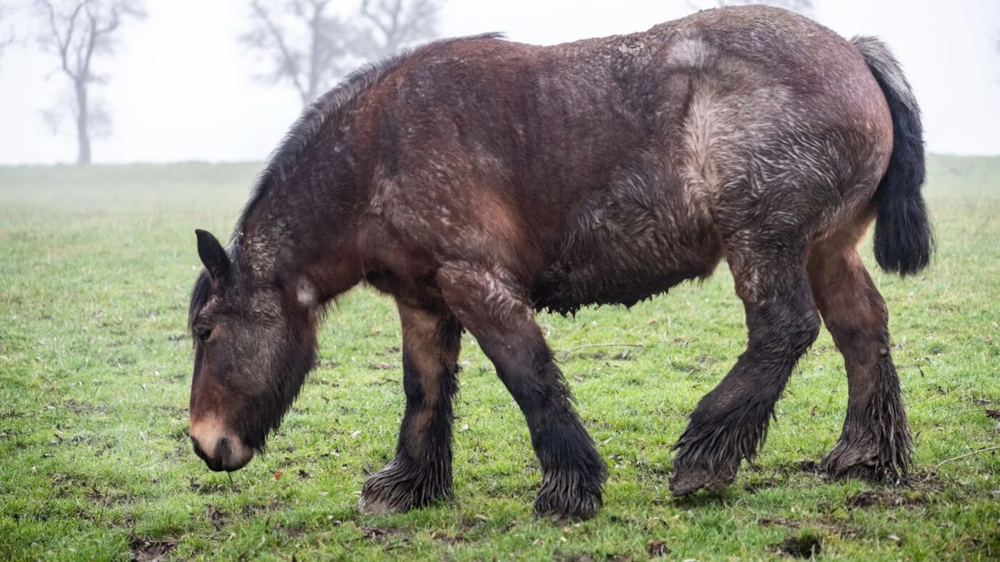 Picture of a large and dirty Ardennes horse in a pasture. 