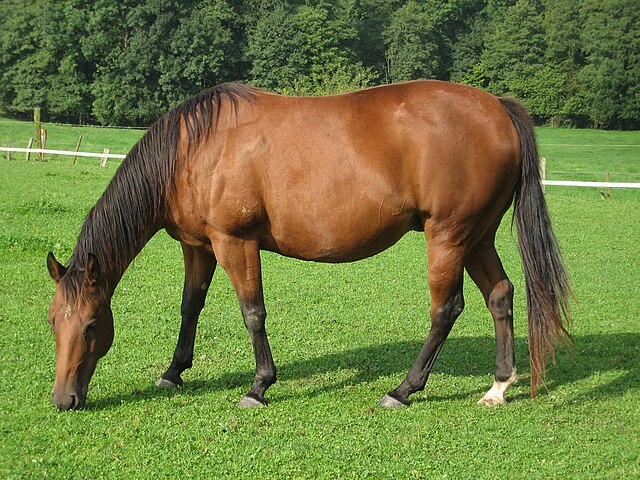 Picture of a bay American Quarter Horse grazing in a pasture.