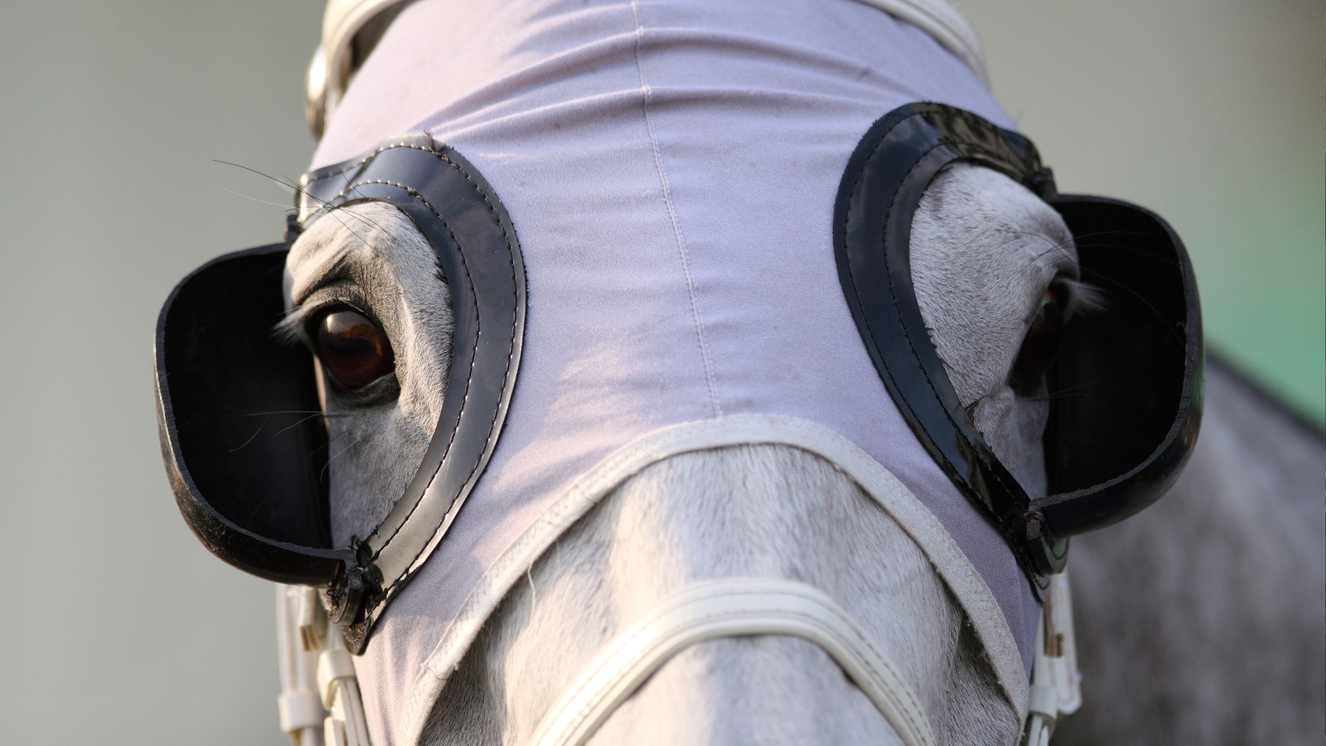 Why Do Horses Wear Blinders Just The Facts