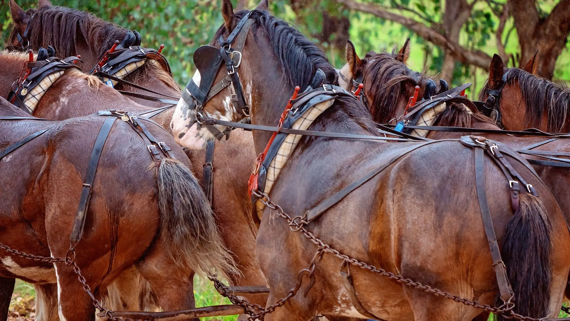 Picture of a team of clydesdale horses pulling a wagon in the rain.