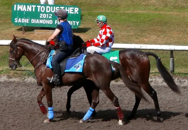 Bay Quarter Horse walking toward starting gate at racetrack, prepared for sprint race
