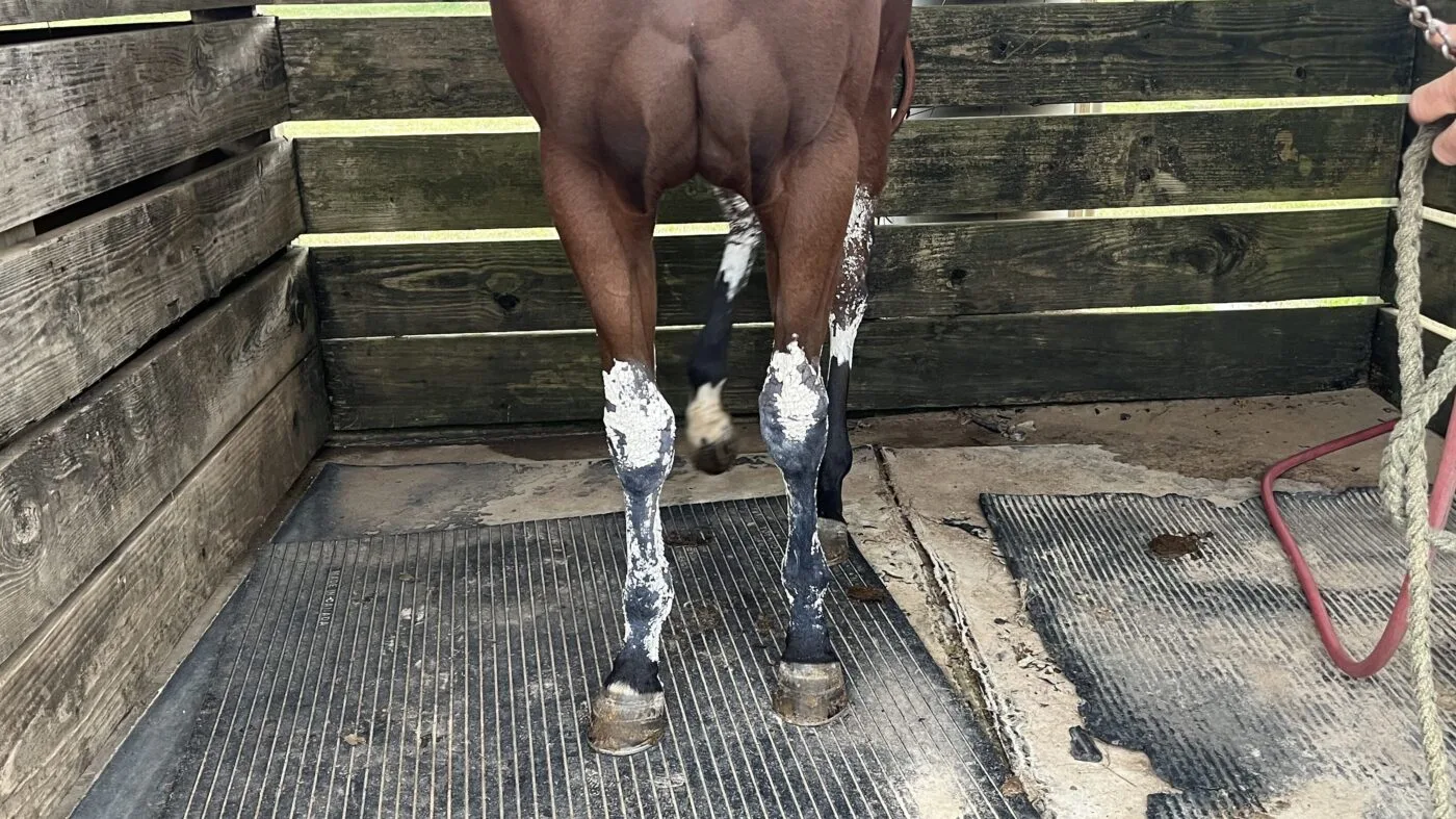 Horse leg with poultice after training for injury prevention