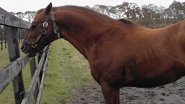 Picture of a horse with overdeveloped neck muscle which is a result of cribbing.