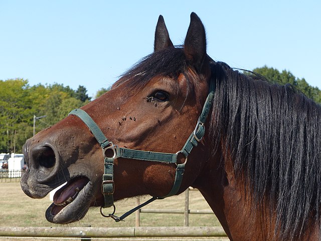 Horse Sounds Meaning Interpretation Responses Horse Sounds Meaning Interpretation Responses