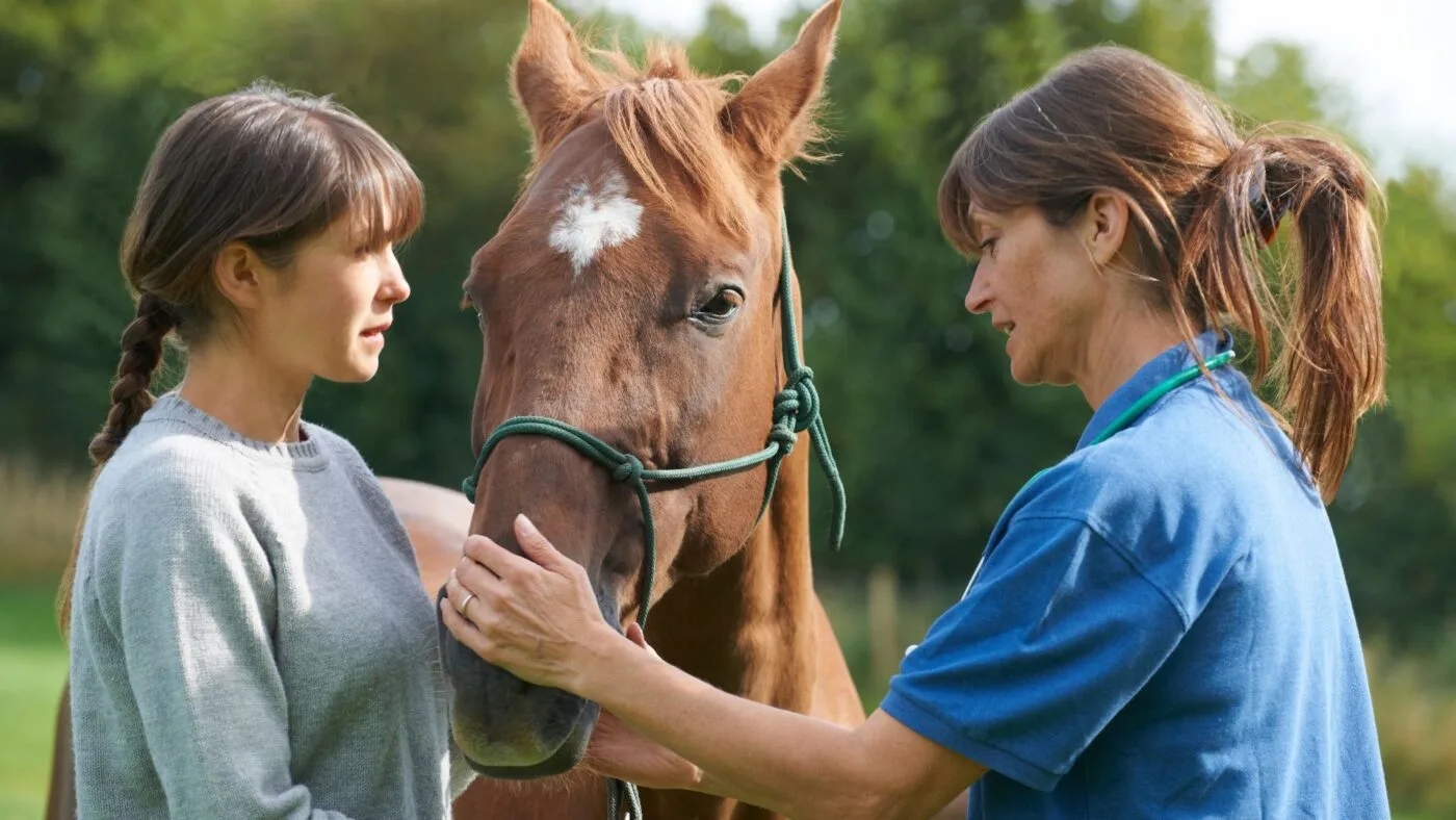 Picture of a vet checking for a nosebleed in a horse