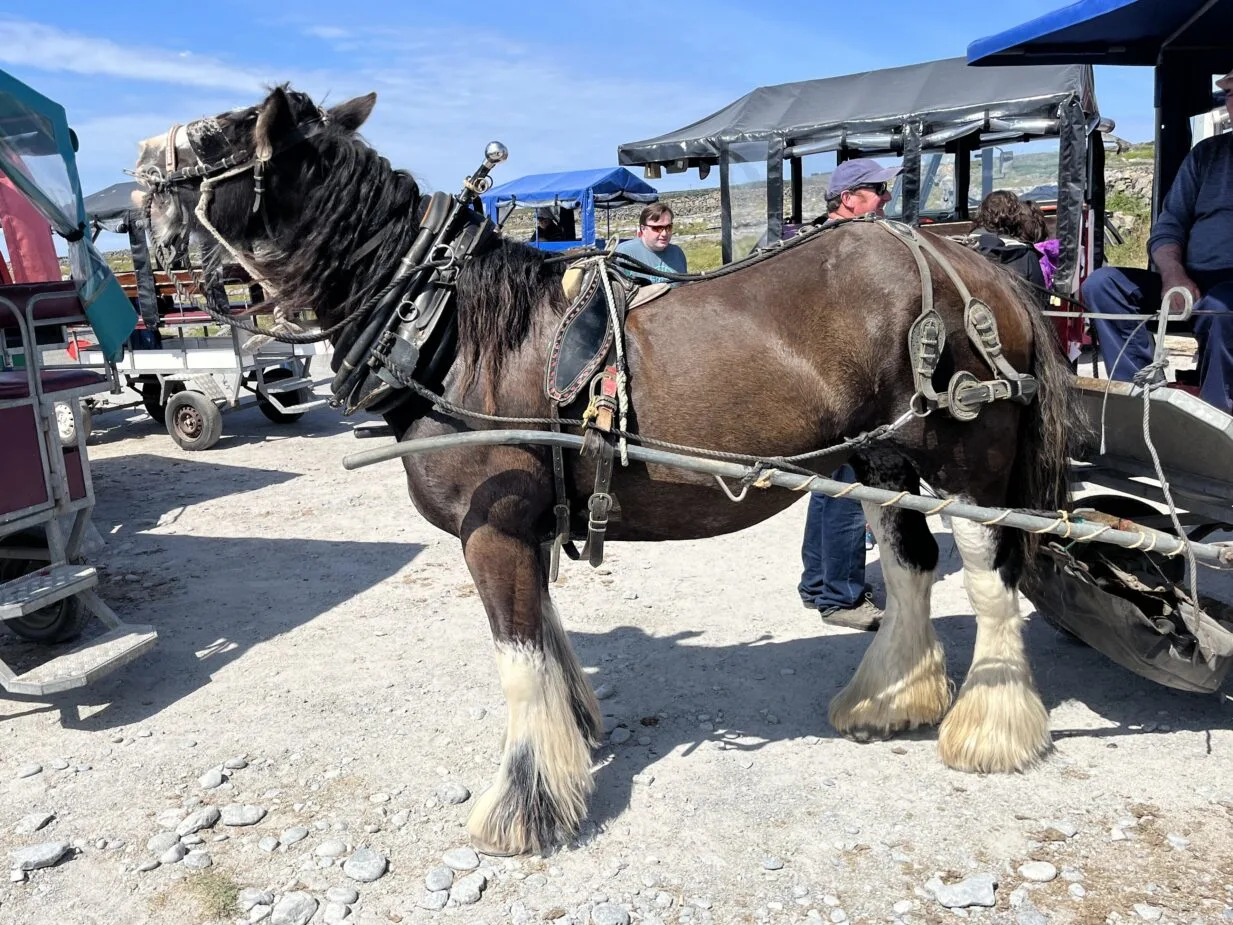 Discovering Irish Sport Horses Traits, Training, And Tips