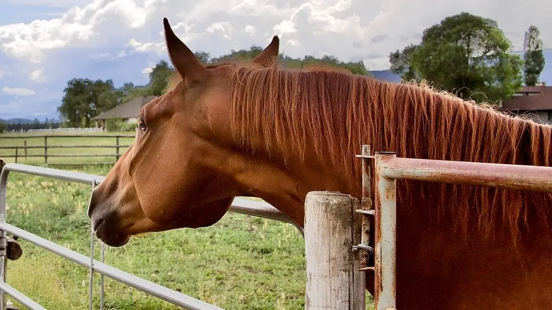 Picture of a Tennessee Walking horse looking over a fence. 