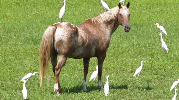 Roan Appaloosa horse with a mixture of brown and white hairs in its coat.