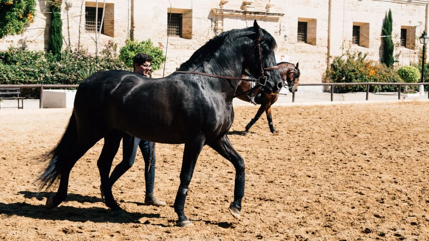 Andalusian horse with a strong build, they excel in dressage and bullfighting.