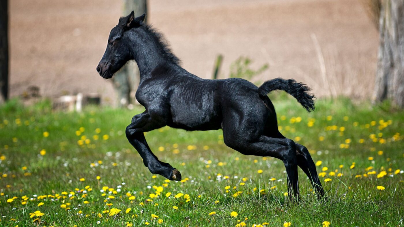 Picture of a black foal running in a field. 