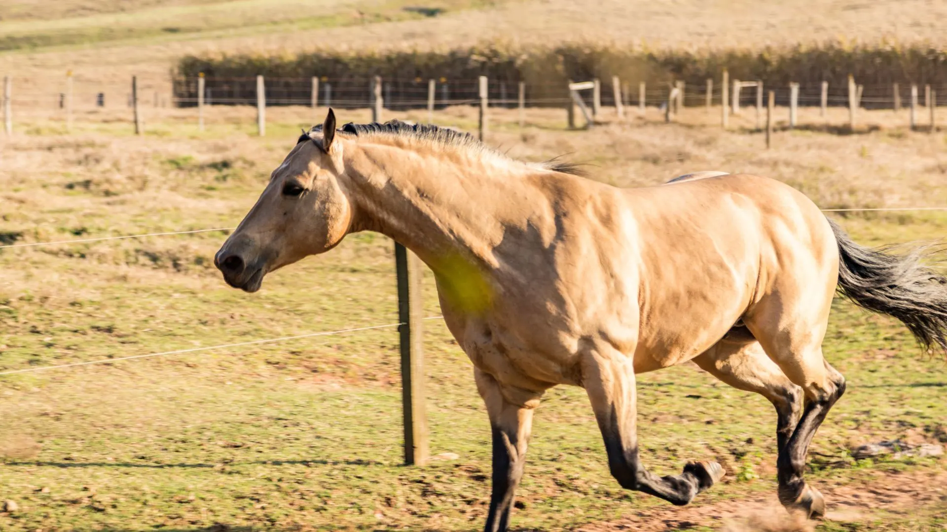 Buckskin horse with a tan coat and dark point jogging.
