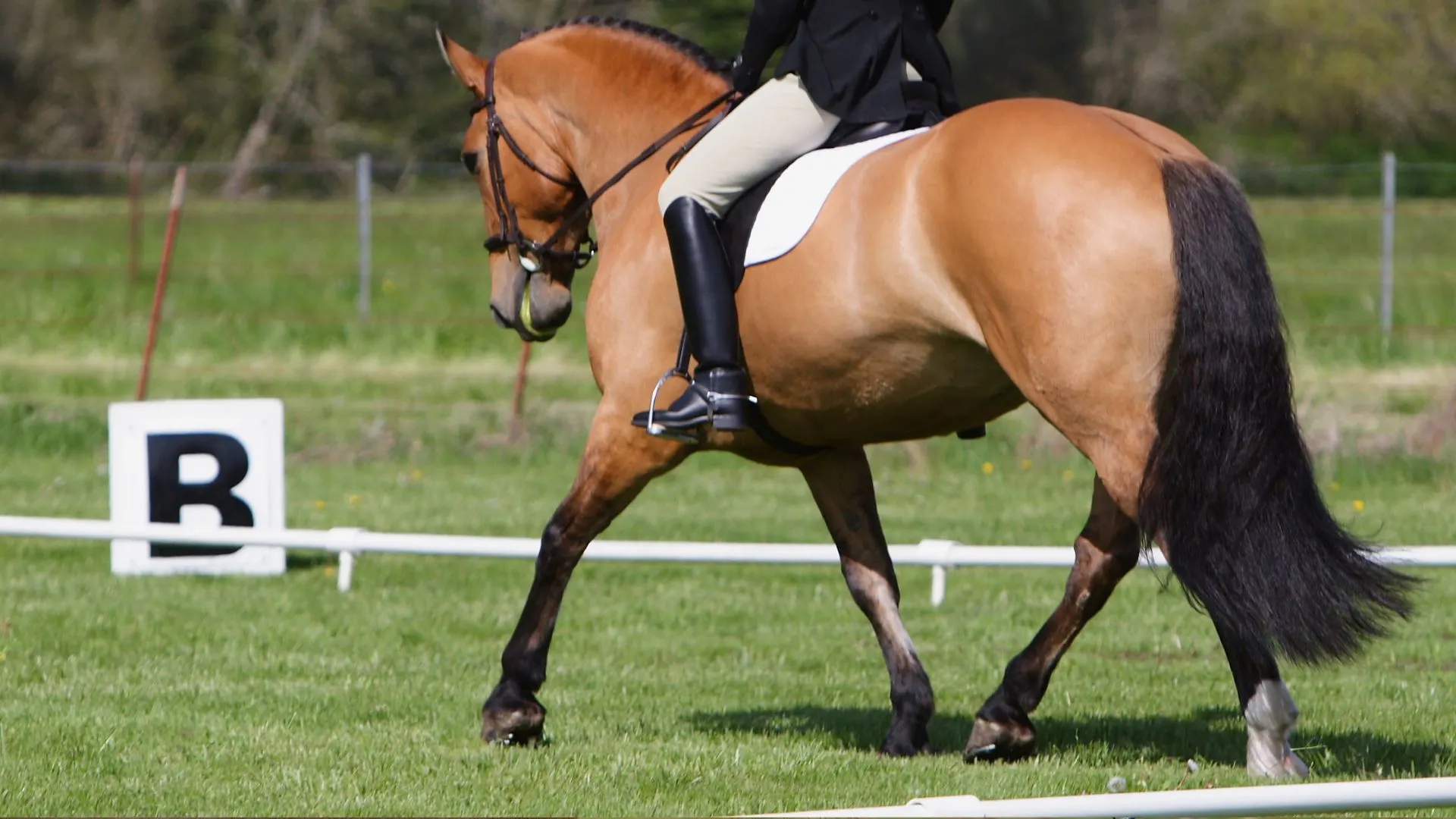 Buckskin horse with a tan coat and dark point jogging.