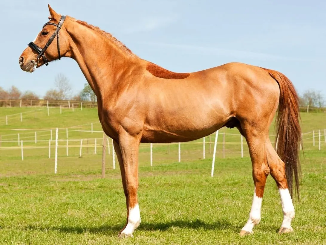 Chestnut Horse Color The Science And Shades Of Fire