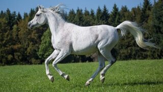 Horses Of Ancient Rome: Breeds, Cavalry & Horse Racing Origins