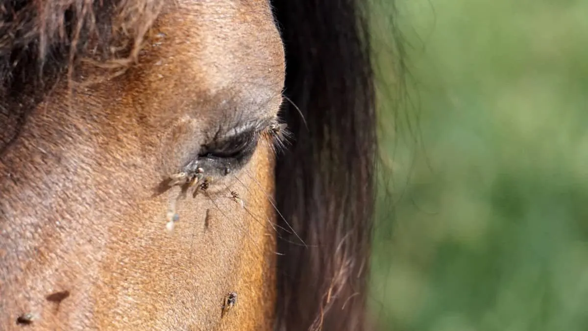 Picture of horseflies on a horses face.