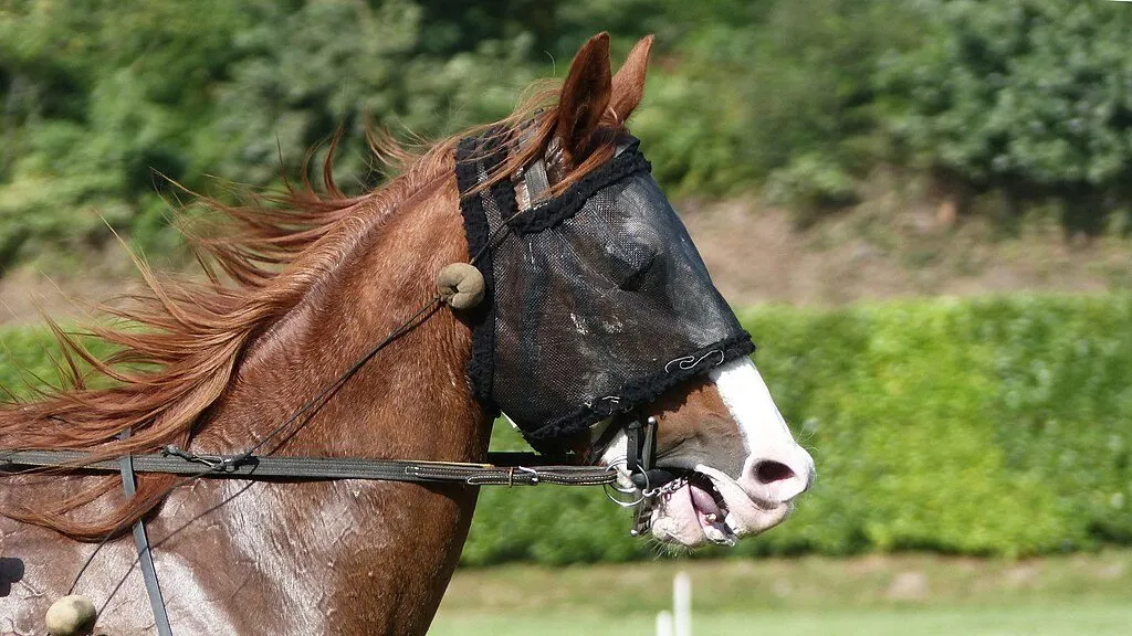 Discover Why Horses Wear Masks Types Benefits Explained Discover Why Horses Wear Masks Types Benefits Explained