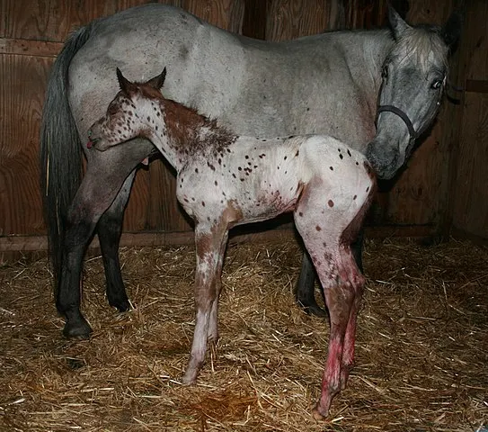 Appaloosa mare and foal, both with spotted coats.