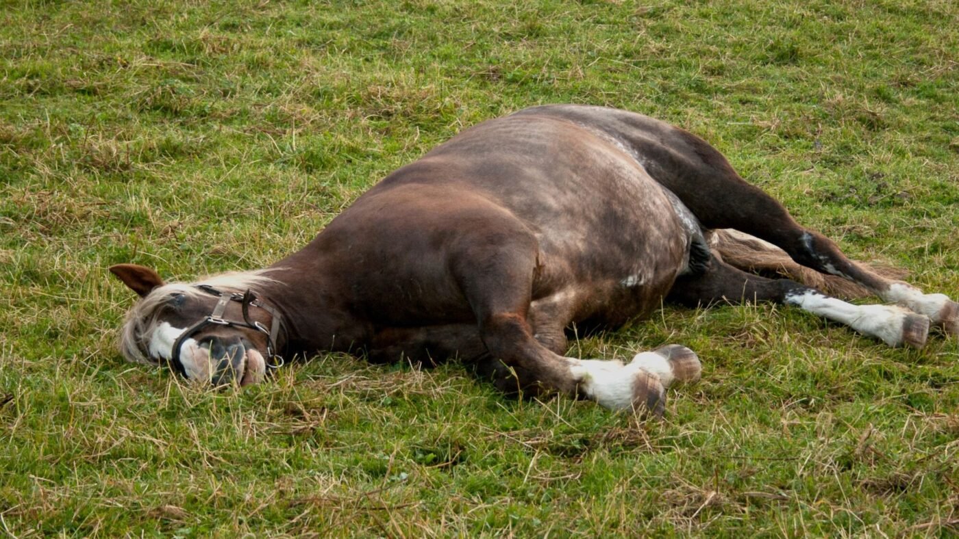 Top 10 Horse Myths Busted: Facts Horse Owners Should Know Picture of a horse lying on the ground sleeping. Debunking the horse myth, horse only sleep standing.