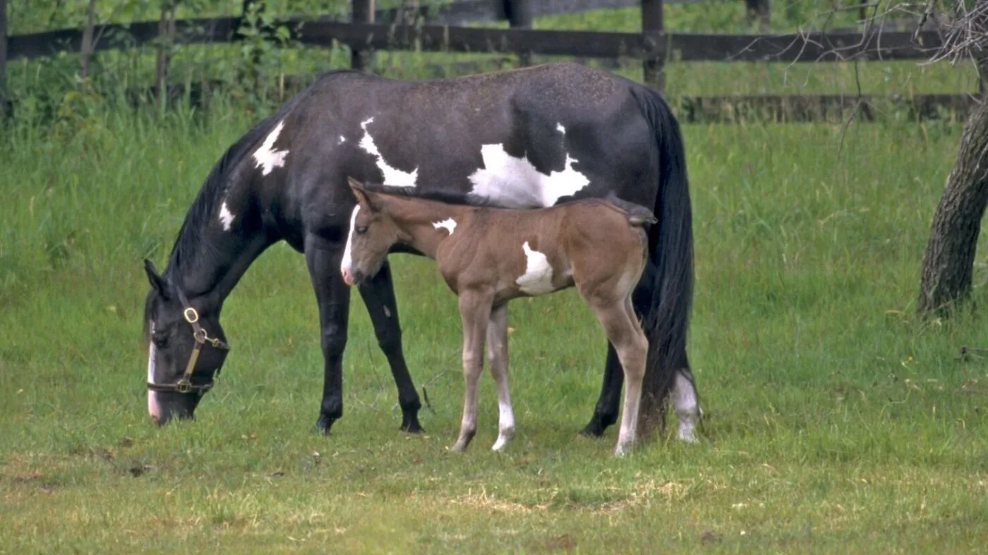 The Basics of Horse Color Genetics: Decoding Equine Colors Paint horse mare and foal with contrasting coat patterns, standing in a field.