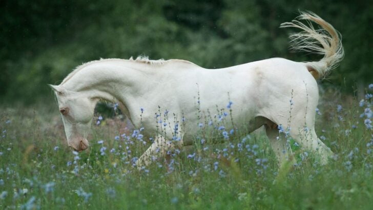 Perlino horse with an almost white coat, blue eyes, and reddish mane and tail playing in a field.