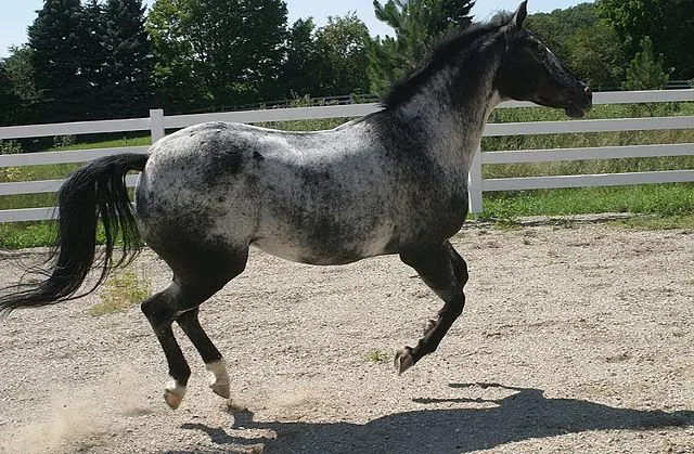 Roan appaloosa in a round pen for training.