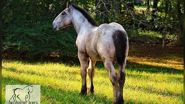 Picture of a young roan belgian horse. 