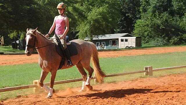 Picture of a strawberry roan quarter horse. 