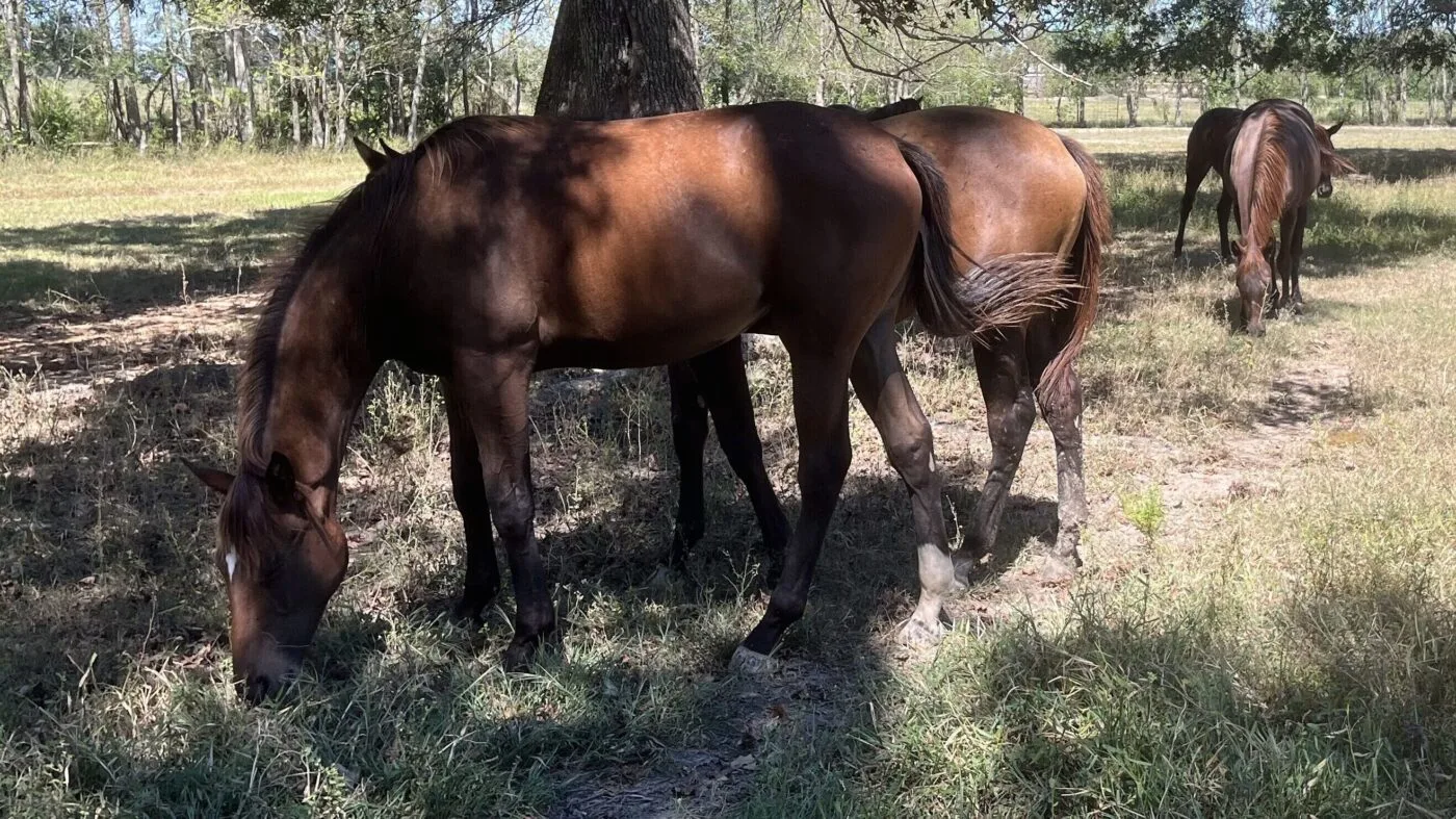 Group of Thoroughbred yearlings grazing together in pasture showing natural herd behavior