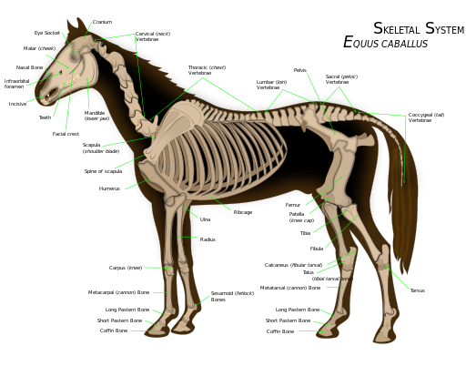 Equine skeletal diagram showing fragile leg bones