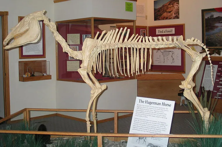Picture of the Hagerman horse skeleton. 