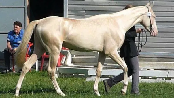 Picture of a lean Akhal Teke colt. 