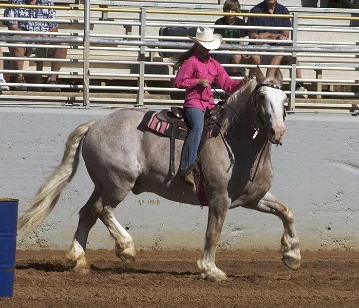 Picture of a large Belgian horse in a barrel racing competition. 