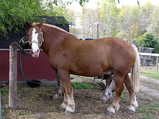Picture of a large Belgian draft horse. 