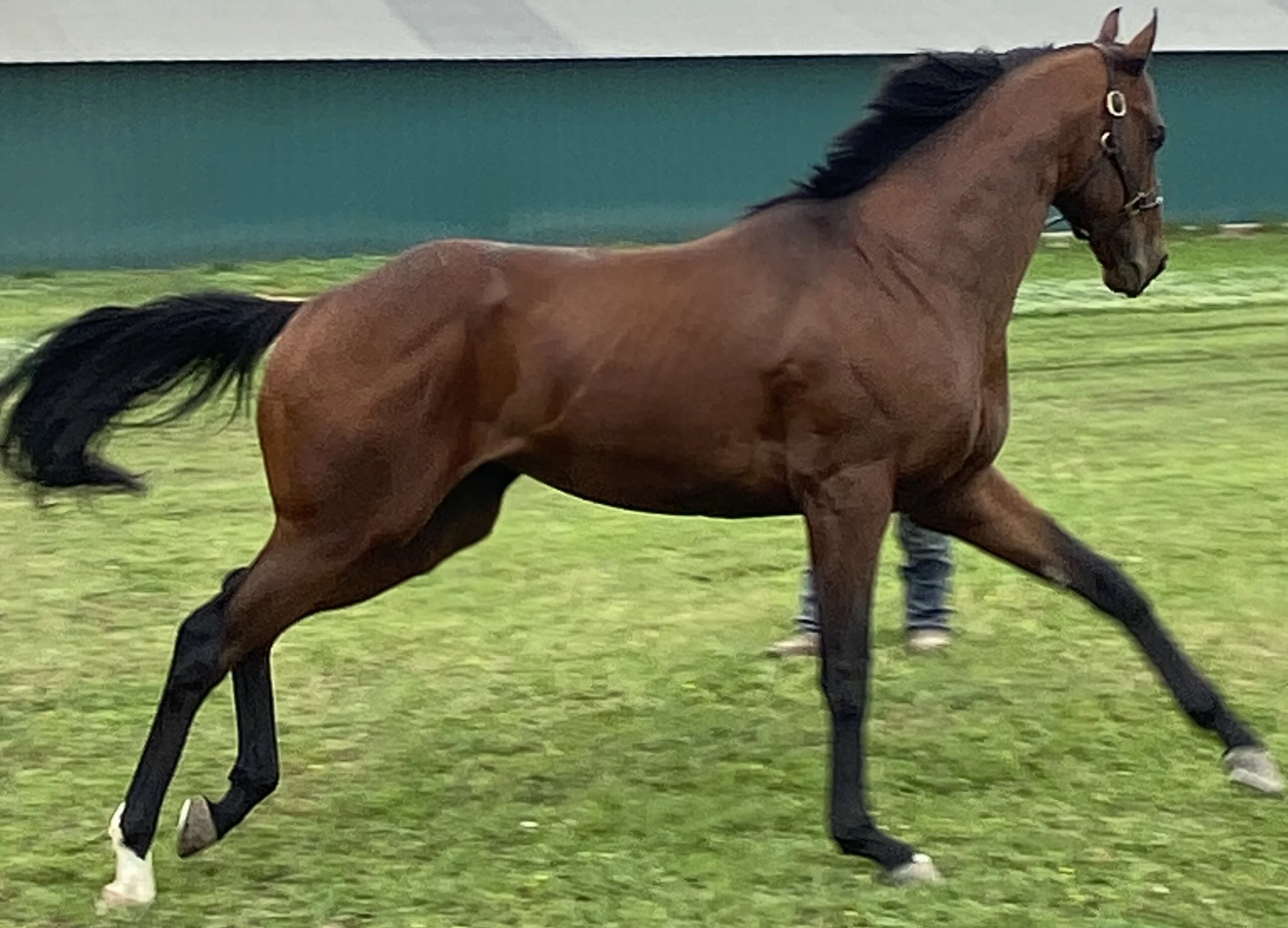 Trainer observing young Thoroughbred&rsquo;s trot for gradual conditioning.