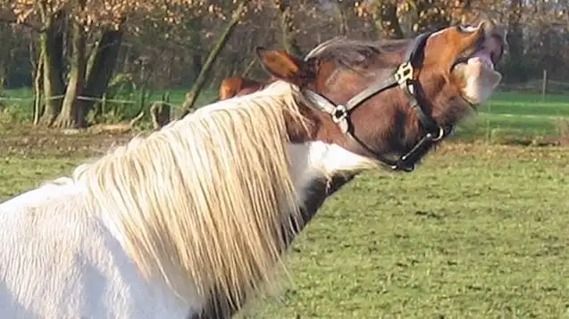 Unusual Horse Behaviors: Decoding Their Meaning Stallion, typical behavior during the breeding season (Flehmen response)