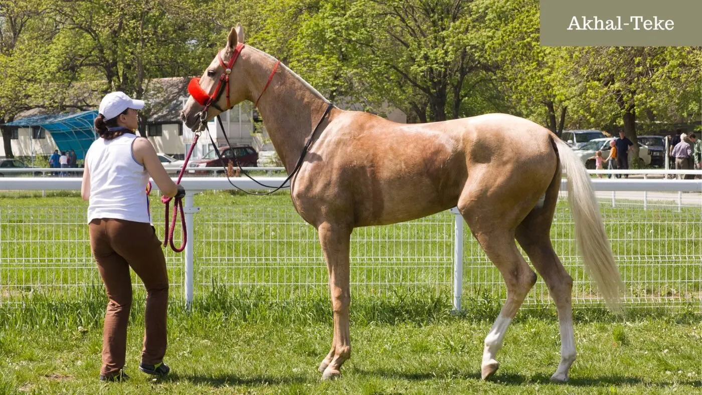 An Akhal-Teke horse, known for its golden coat.