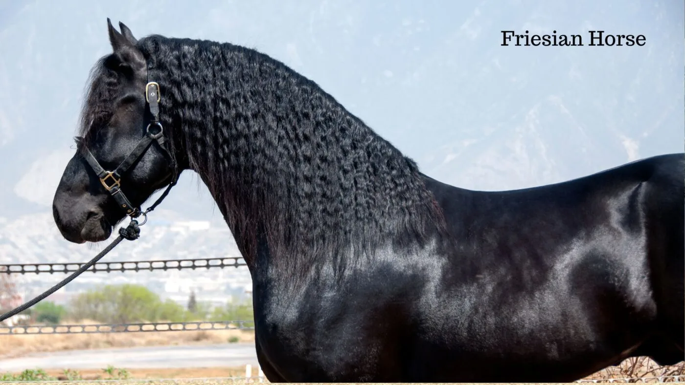 Black Friesian horse, striking breed with long flowing mane
