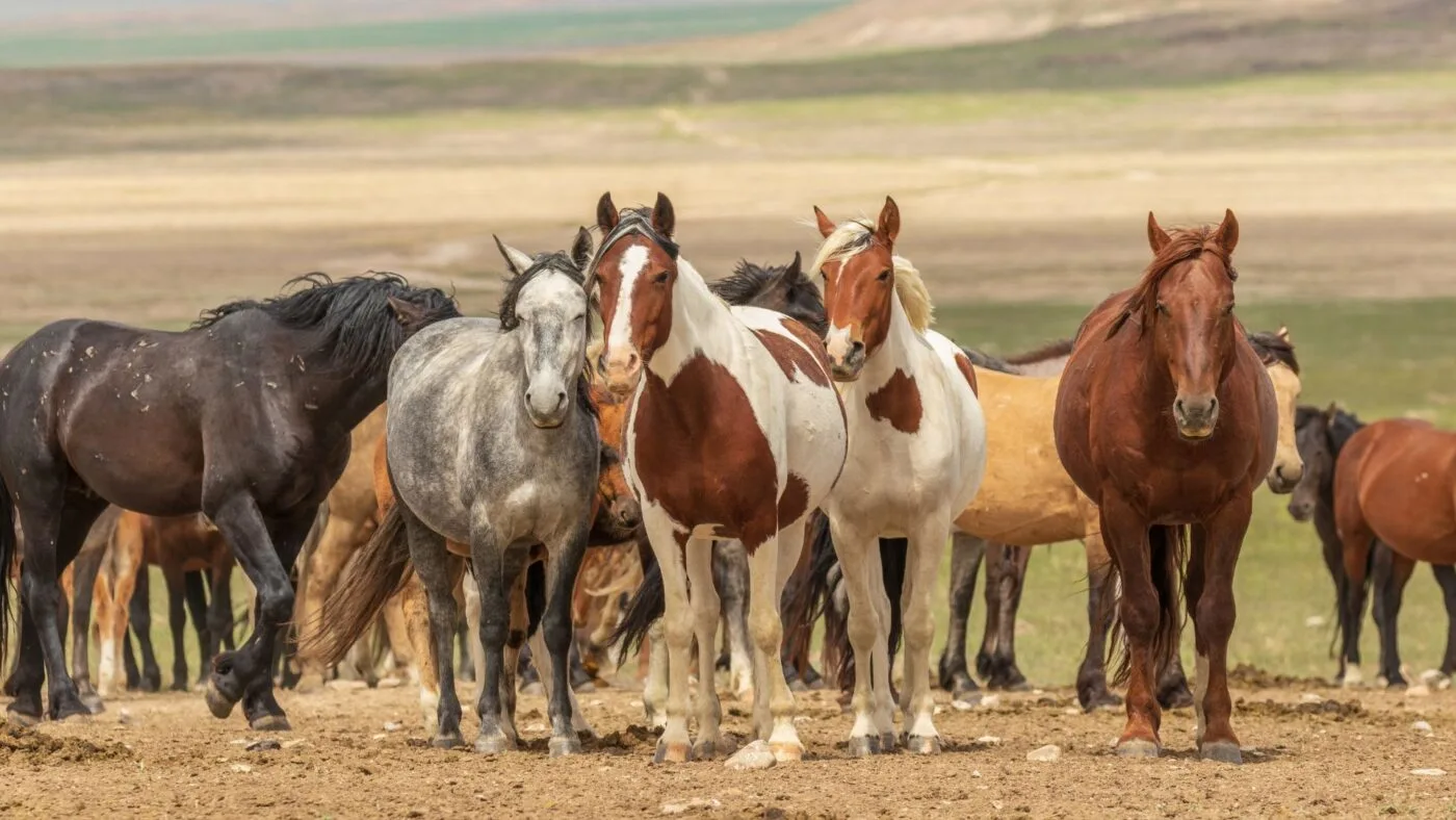 Why Wild Horses Don't Need Shoes: Natural Hoof Care A herd of wild horses traversing a rocky landscape.