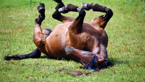 Horse Colic: Emergency Signs, 7-Step Triage, and When Every Minute Counts