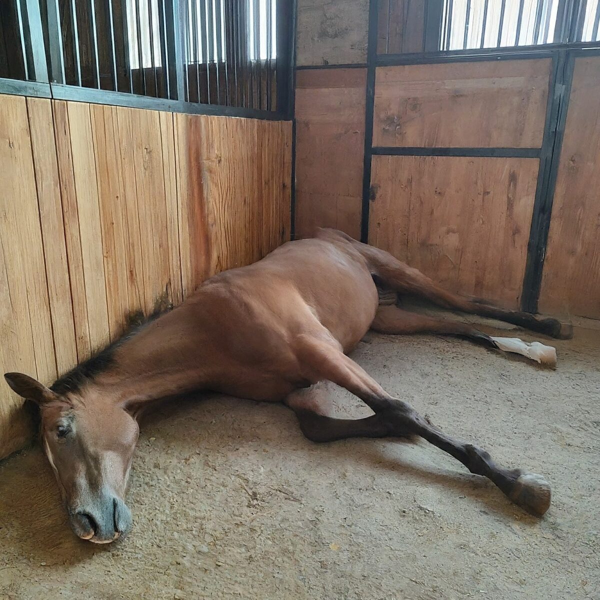 Colucs What To Do When Your Horse Colics: An Owner's Action Guide