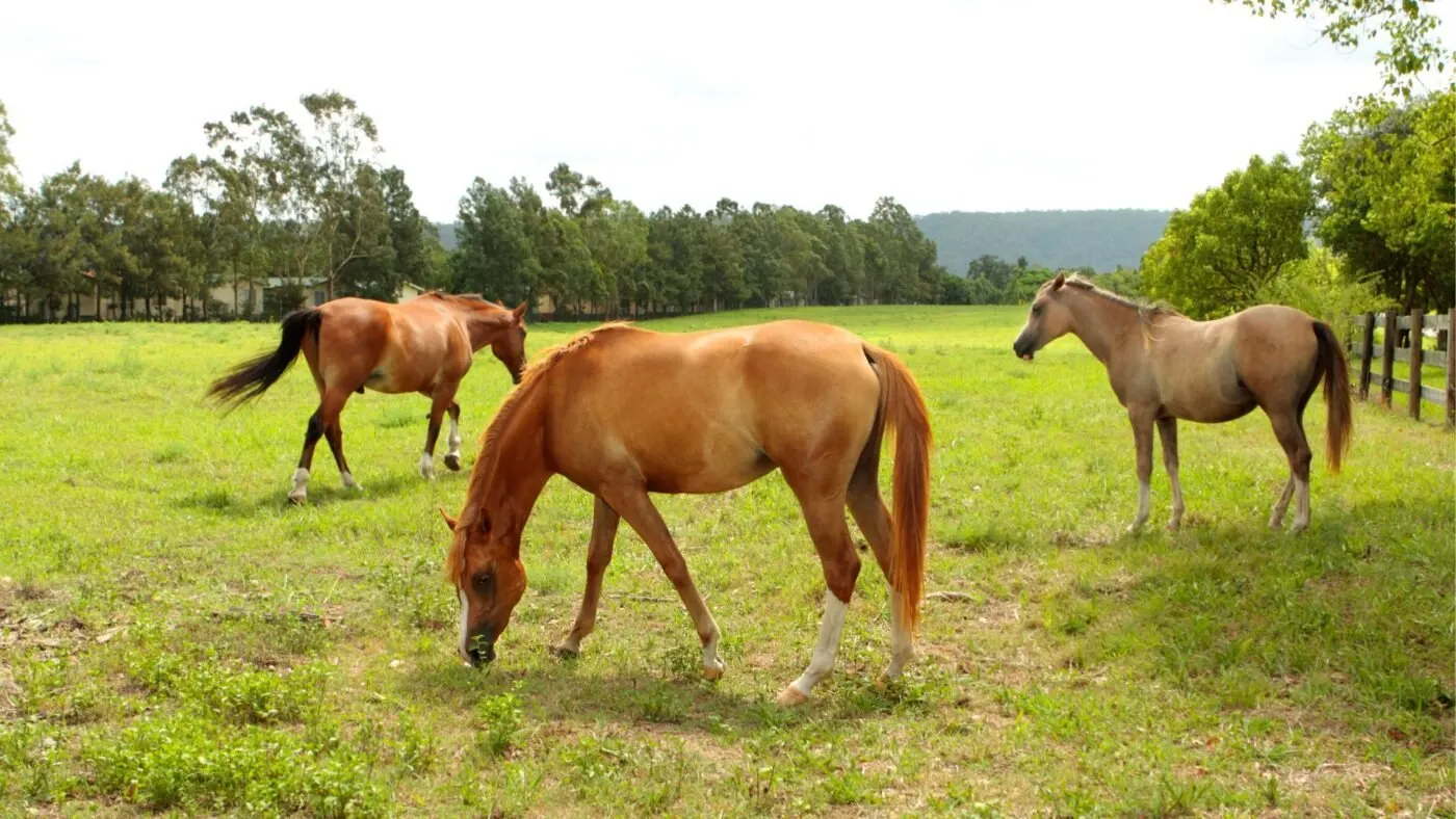 Beautiful, healthy horses grazing in a lush pasture.