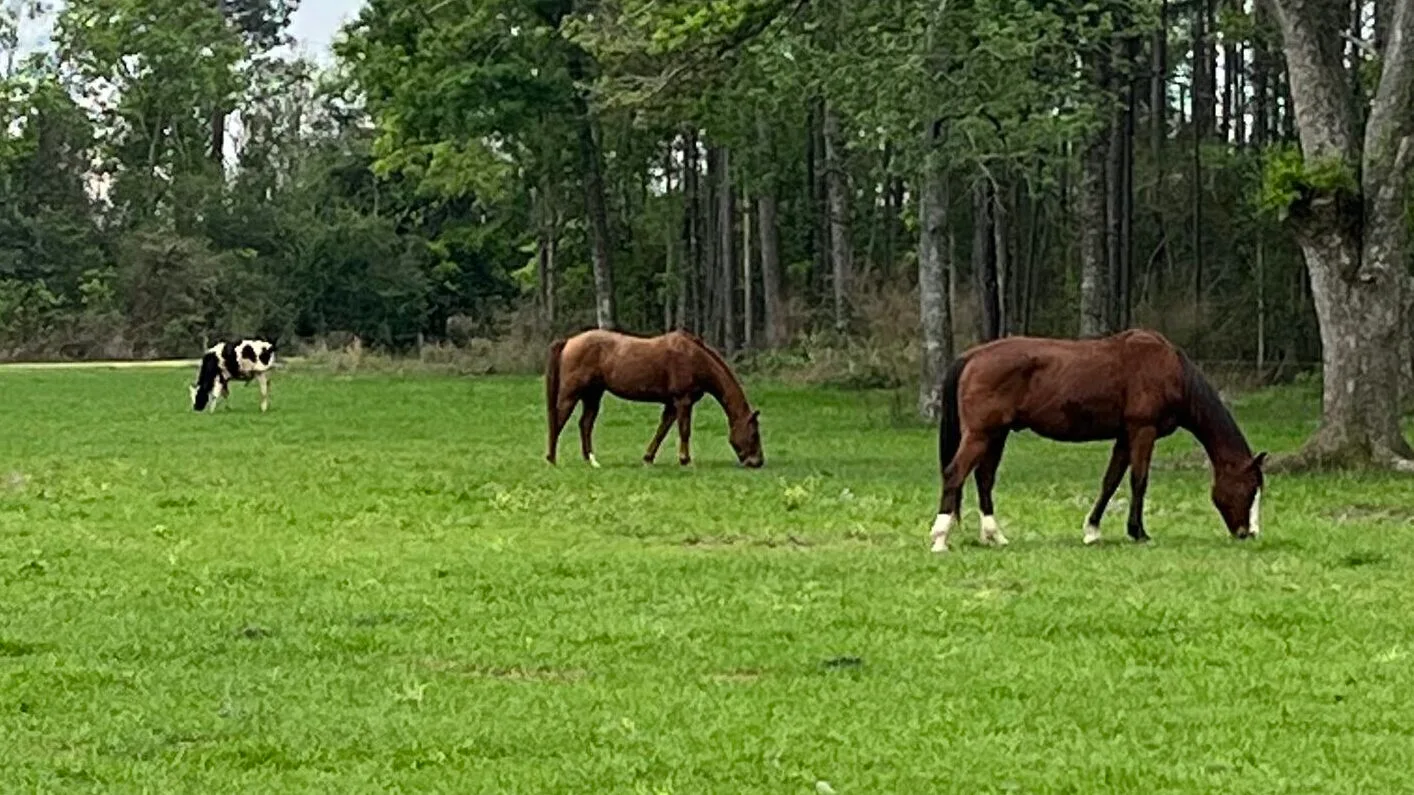 Horses grazing in a pasture.