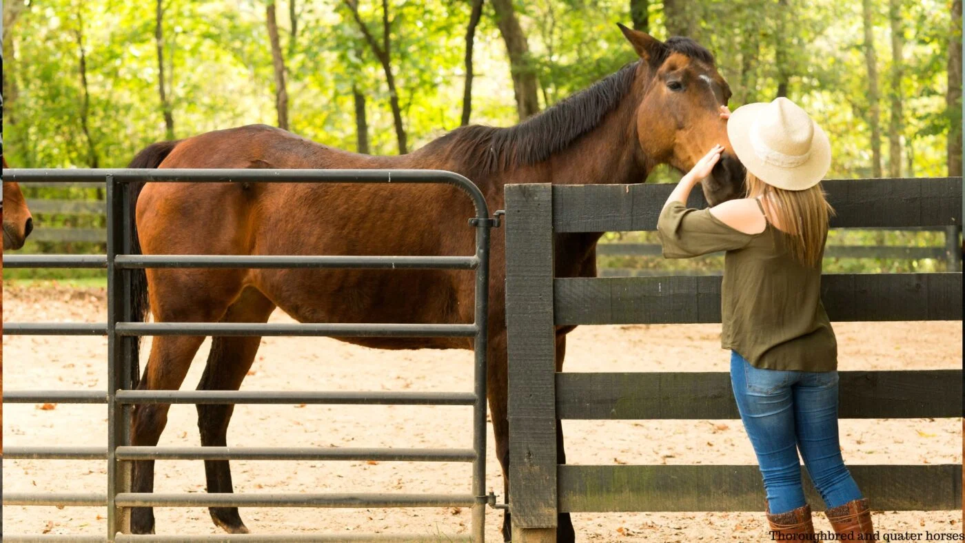 New horse in quarantine paddock
