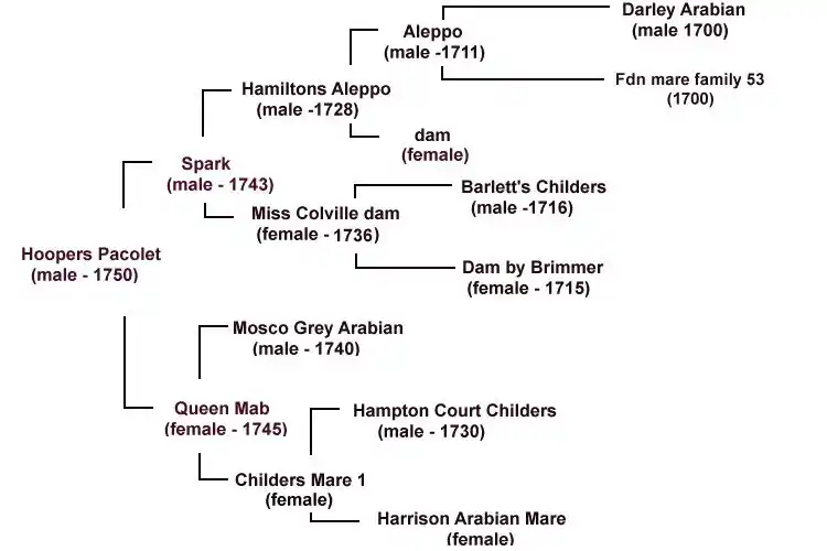 Hoppers Pacolet thoroughbred horse pedigree chart.