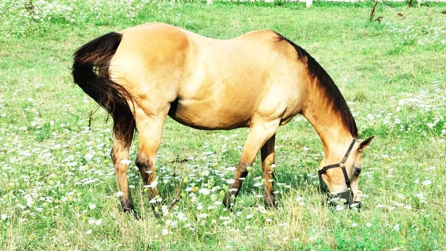 Buckskin horse with a tan coat and dark point jogging.