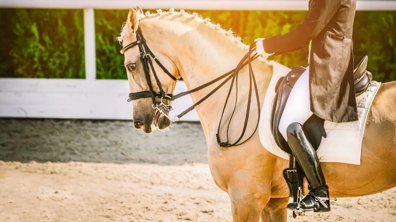 Cremello horse with cream coat, pink skin, and blue eyes.