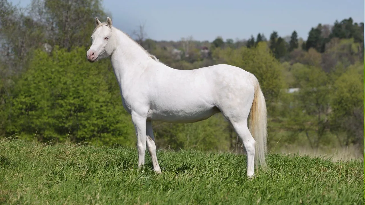 Cremello quarter horse in a field. 