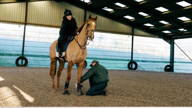 Fetlock boots on a horse in an arena.