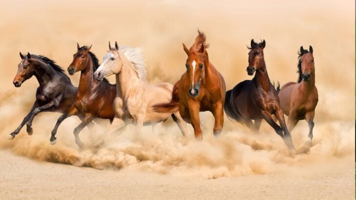 A diverse group of horses showcasing various coat colors, representing the rich tapestry of equine symbolism.